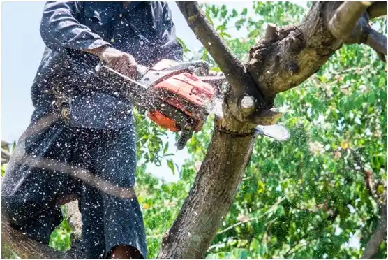 tree services Fall River